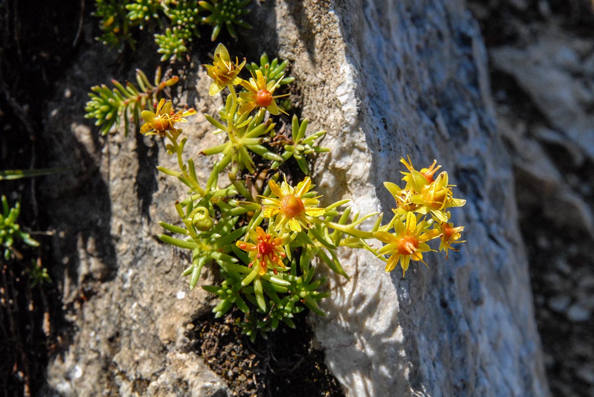 Saxifraga aizoides